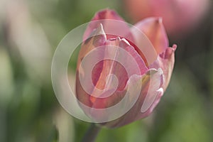 Closeup of pink and green spring tulip flower