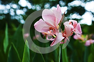 Closeup of pink hedychium flower