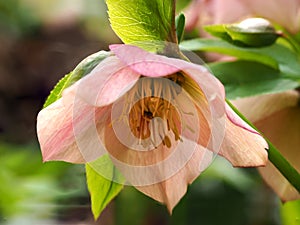 Closeup of a pink Hellebore flower