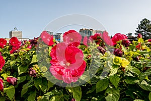 Closeup of a pink Hibiscus with city of Barrie in the background photo