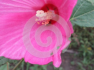Closeup of pink hibiscus wildflower with a ladybug