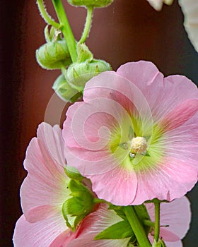 Closeup of Pink Hollyhock Flowers