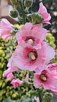 Closeup of Pink Hollyhock flowers