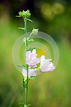 Closeup of pink Hollyhock flowers