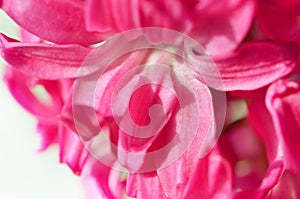 Closeup pink hyacinthus. Flower background.