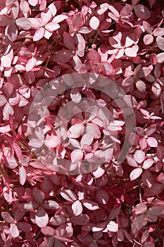 Closeup of pink hydrangea flower bush of aesthetic sunlight, natural background