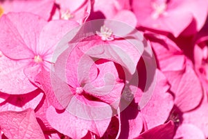Closeup on pink hydrangea petals