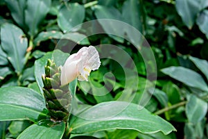 Closeup of pink Indian Head Ginger flowers, Costus Speciosus