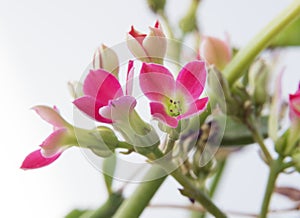 Closeup of a pink kalanchoe flower