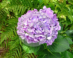 Closeup of Pink Lavender Mophead Hydrangea photo