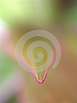 Closeup pink leaf of Neoregelia johannis plant with blurred background  for background ,nature background