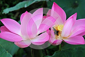 Closeup of pink lotus flower with bugs in the pond. Black bug on carpellary receptacle of Lotus flowers