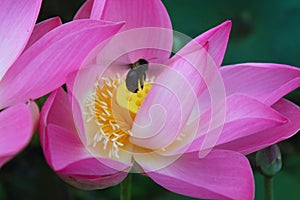 Closeup of pink lotus flower with bugs in the pond. Black bug on carpellary receptacle of Lotus flowers