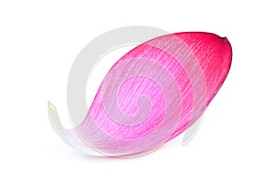 Closeup of pink lotus petal isolated on white