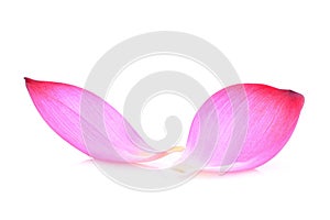 Closeup of pink lotus petal isolated on white