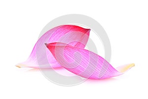 Closeup of pink lotus petal isolated on white