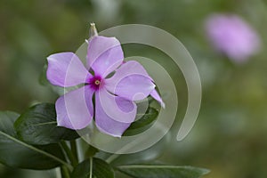 Closeup of a pink Madagascar periwinkle