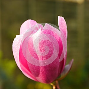 Closeup of a pink magnolia flower bud