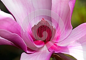 Closeup of Pink Magnolia Flower Stamen