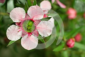 Manuka flower (Leptospermum scoparium ) flower