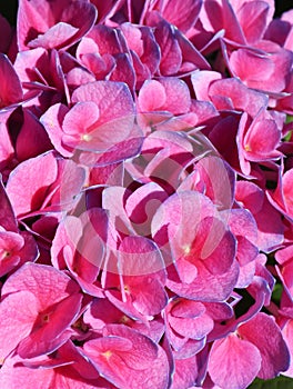 Pink mophead flowers with blue edges photo