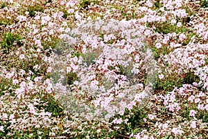 Closeup of pink moss foreground at shibazakura festival or cherry blossom, Yamanashi, Kawaguchiko