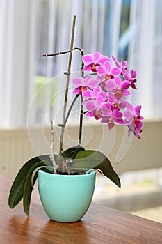 Closeup of a pink moth orchid flower in a pot