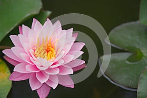 Closeup of pink Nymphaeaceae in the pond, water lilies in the water