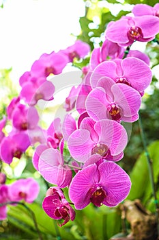 Closeup pink orchid flowe
