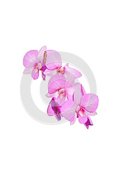 Closeup pink orchid flower isolated on white background with clipping path