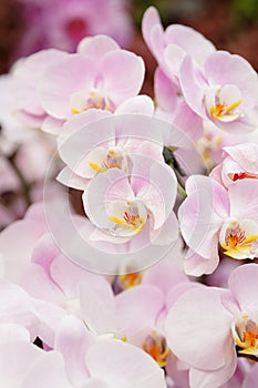 Closeup of pink orchid phalaenopsis.
