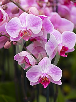 Closeup of pink orchids in dutch greenhouse