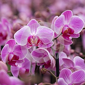 Closeup of pink orchids in dutch greenhouse