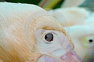Closeup of Pink Pelican