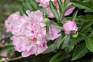 Closeup of Pink Peony flower and bud, Canada