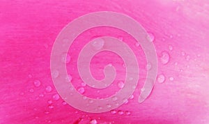 Closeup of pink peony flower and drops of water