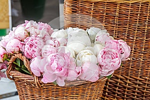 Closeup of pink peony flowers