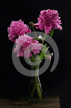 Closeup Pink Peony Flowers Bouquet In Vase