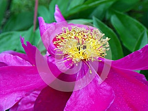 Closeup of pink Peony with yellow stamen