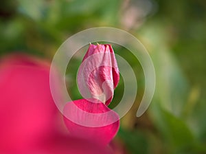Closeup pink Periwinkle flower in garden with green leaf in garden with blurred background