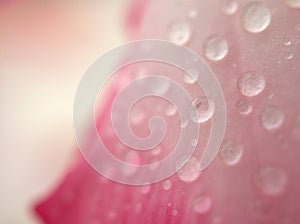 Closeup pink petal of desert rose flower  with water drops on yellow background soft focus and blurred for background ,macro image