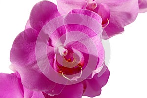 Closeup of a pink phalaenopsis