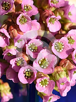 Bouquet of bergenia pink pigsqueak flowers in a vase photo