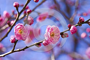 closeup pink plum blossom flowers buds branches blue sky background early spring, selective focus, ume,