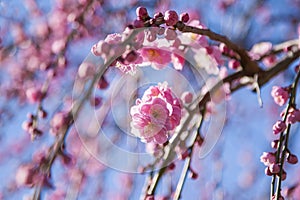 closeup pink plum blossom flowers buds branches blue sky background early spring, selective focus, ume