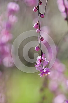 closeup pink plum blossom flowers buds branches tender green background early spring, selective focus, ume, mei