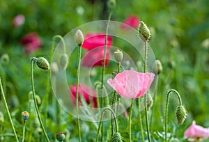 Closeup of pink poppy flower.