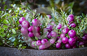 Closeup of pink purple berries of Pernettya mucronata known as prickly heath or chilean spanish evergreen shrub