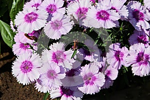 Closeup of pink and purple Dianthus Chinensis flowers