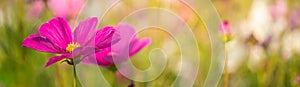 Closeup of pink purple flower on blurred gereen background under sunlight with bokeh and copy space using as background natural